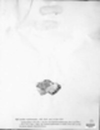 Caloplaca arenaria image